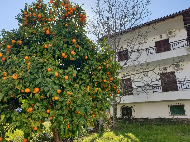 Vila Palma 2 - Polihrono Start Travel - 1