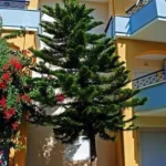 Vila Partenis - Pefkohori - Start Travel - 1