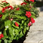 Vila Poseidon Sivota Start Travel