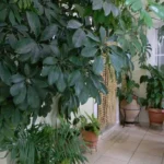 Vila Xenios Pilion Start Travel