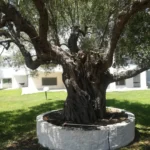 Vila Alexandros Studios Siviri - Start Travel