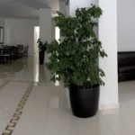 Vila Anemoni Edipsos Evia - Start Travel