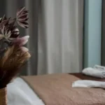 Vila Anstel Stavros - Start Travel 1 soba