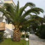 Vila Adonis Pefkohori – Start Travel 12